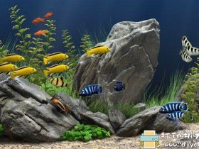 [Windows]【屏保】梦幻水族馆 v1.293 英文安装版，可给鱼喂食